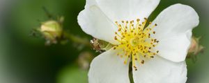 Preview wallpaper rosehip, flower, petals, macro