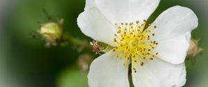 Preview wallpaper rosehip, flower, petals, macro