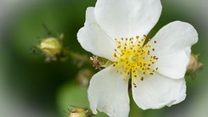 Preview wallpaper rosehip, flower, petals, macro