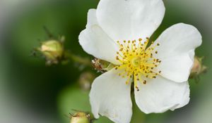 Preview wallpaper rosehip, flower, petals, macro