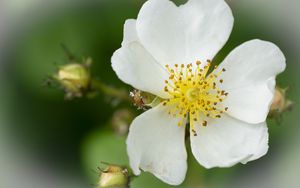 Preview wallpaper rosehip, flower, petals, macro