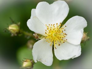 Preview wallpaper rosehip, flower, petals, macro