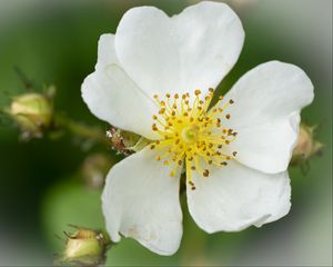 Preview wallpaper rosehip, flower, petals, macro