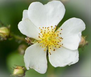 Preview wallpaper rosehip, flower, petals, macro