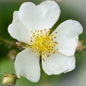 Preview wallpaper rosehip, flower, petals, macro