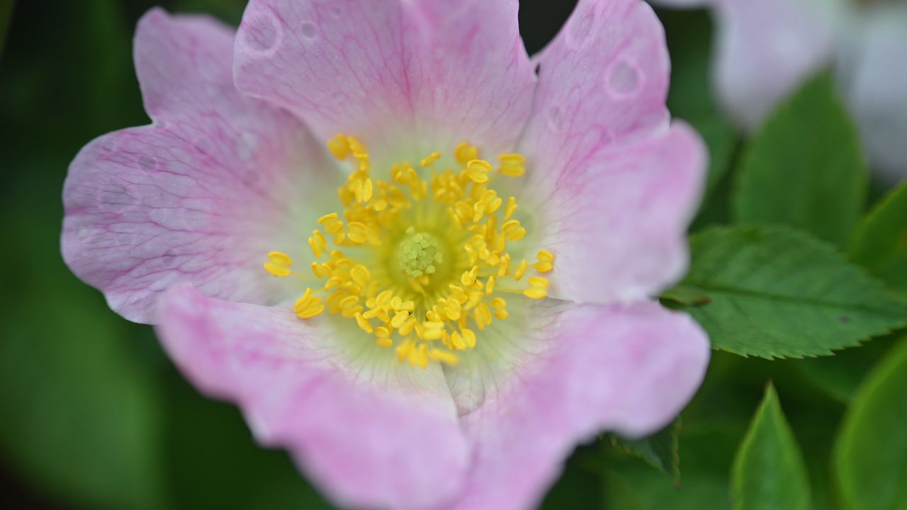 Wallpaper rosehip, flower, petals, leaves, macro, pink
