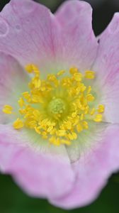 Preview wallpaper rosehip, flower, petals, leaves, macro, pink