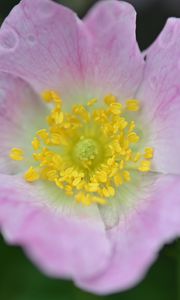 Preview wallpaper rosehip, flower, petals, leaves, macro, pink