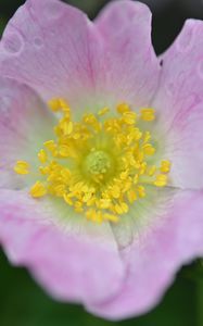 Preview wallpaper rosehip, flower, petals, leaves, macro, pink