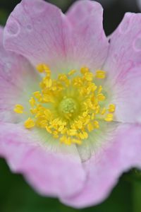 Preview wallpaper rosehip, flower, petals, leaves, macro, pink