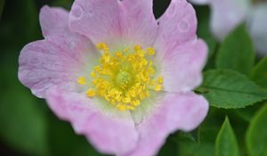 Preview wallpaper rosehip, flower, petals, leaves, macro, pink