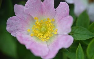 Preview wallpaper rosehip, flower, petals, leaves, macro, pink