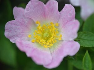 Preview wallpaper rosehip, flower, petals, leaves, macro, pink