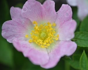 Preview wallpaper rosehip, flower, petals, leaves, macro, pink
