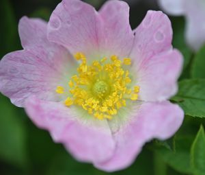 Preview wallpaper rosehip, flower, petals, leaves, macro, pink