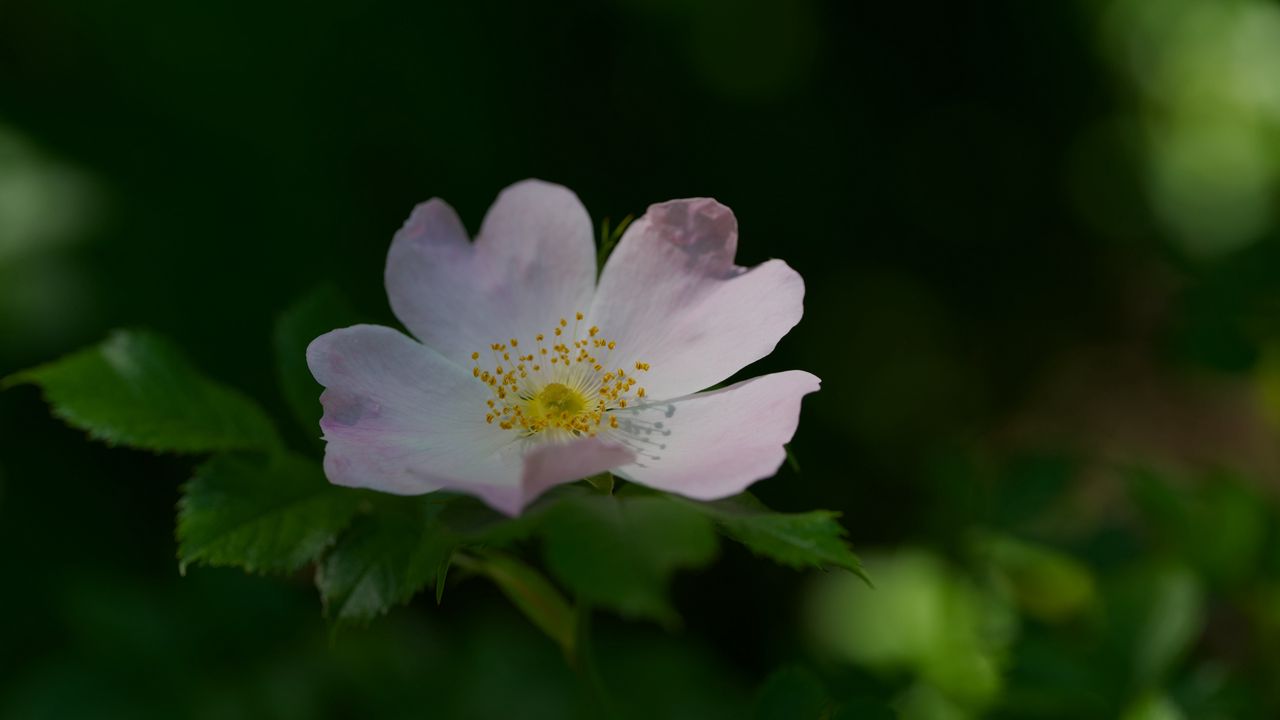Wallpaper rosehip, flower, petals, stamens, leaves, macro, plant