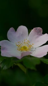 Preview wallpaper rosehip, flower, petals, stamens, leaves, macro, plant