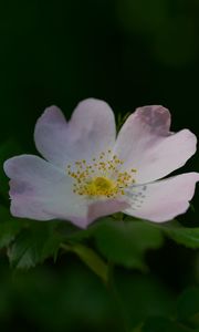 Preview wallpaper rosehip, flower, petals, stamens, leaves, macro, plant