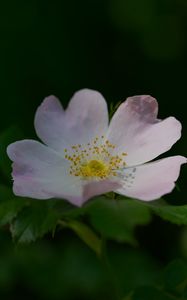 Preview wallpaper rosehip, flower, petals, stamens, leaves, macro, plant