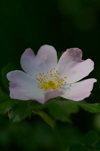 Preview wallpaper rosehip, flower, petals, stamens, leaves, macro, plant