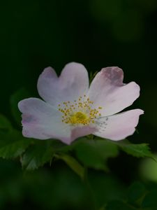 Preview wallpaper rosehip, flower, petals, stamens, leaves, macro, plant