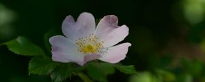 Preview wallpaper rosehip, flower, petals, stamens, leaves, macro, plant