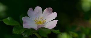 Preview wallpaper rosehip, flower, petals, stamens, leaves, macro, plant