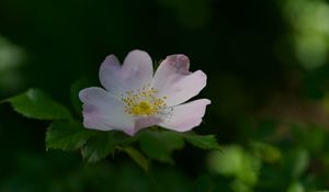 Preview wallpaper rosehip, flower, petals, stamens, leaves, macro, plant