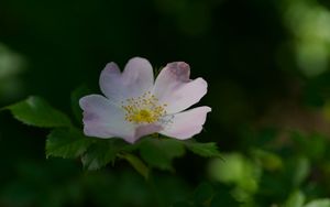 Preview wallpaper rosehip, flower, petals, stamens, leaves, macro, plant