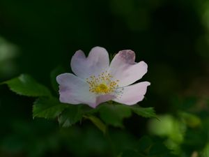 Preview wallpaper rosehip, flower, petals, stamens, leaves, macro, plant