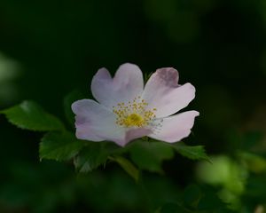 Preview wallpaper rosehip, flower, petals, stamens, leaves, macro, plant