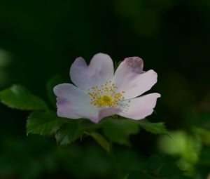 Preview wallpaper rosehip, flower, petals, stamens, leaves, macro, plant