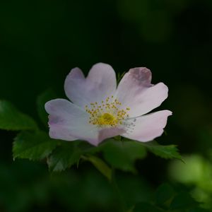 Preview wallpaper rosehip, flower, petals, stamens, leaves, macro, plant