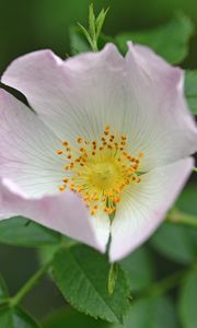 Preview wallpaper rosehip, flower, pink, leaves