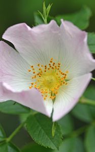 Preview wallpaper rosehip, flower, pink, leaves