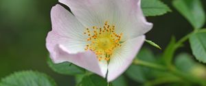 Preview wallpaper rosehip, flower, pink, leaves