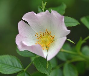 Preview wallpaper rosehip, flower, pink, leaves