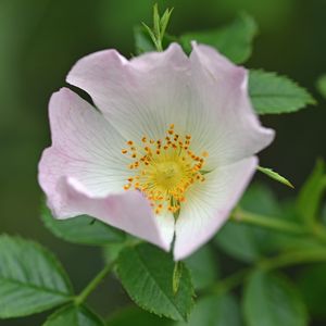 Preview wallpaper rosehip, flower, pink, leaves