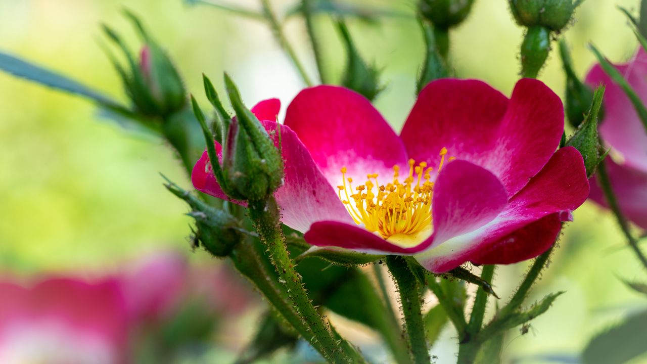 Wallpaper rosehip, flower, pollen, pink, macro