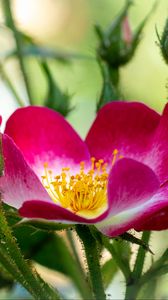 Preview wallpaper rosehip, flower, pollen, pink, macro