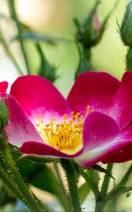 Preview wallpaper rosehip, flower, pollen, pink, macro