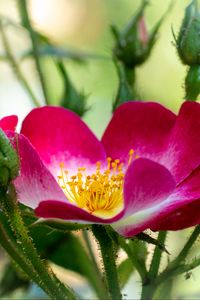 Preview wallpaper rosehip, flower, pollen, pink, macro