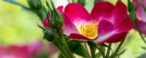 Preview wallpaper rosehip, flower, pollen, pink, macro