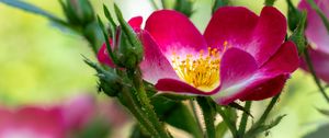 Preview wallpaper rosehip, flower, pollen, pink, macro