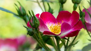 Preview wallpaper rosehip, flower, pollen, pink, macro