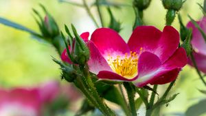 Preview wallpaper rosehip, flower, pollen, pink, macro