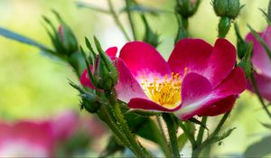 Preview wallpaper rosehip, flower, pollen, pink, macro