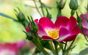 Preview wallpaper rosehip, flower, pollen, pink, macro