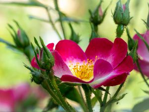 Preview wallpaper rosehip, flower, pollen, pink, macro