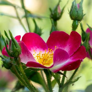 Preview wallpaper rosehip, flower, pollen, pink, macro